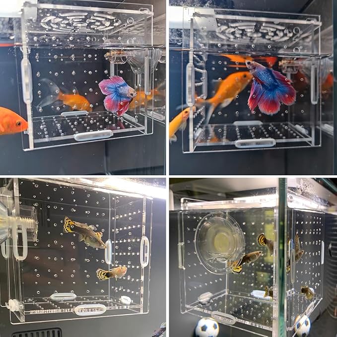 GKPONSX Acrylic Fish Breeding Box, Transparent Fish Isolation Box Hatchery Incubator with Suction Cups for Aquarium Fish Tank Guppy Shrimp Clownfish African Cichlids (4 * 4 * 4inch)