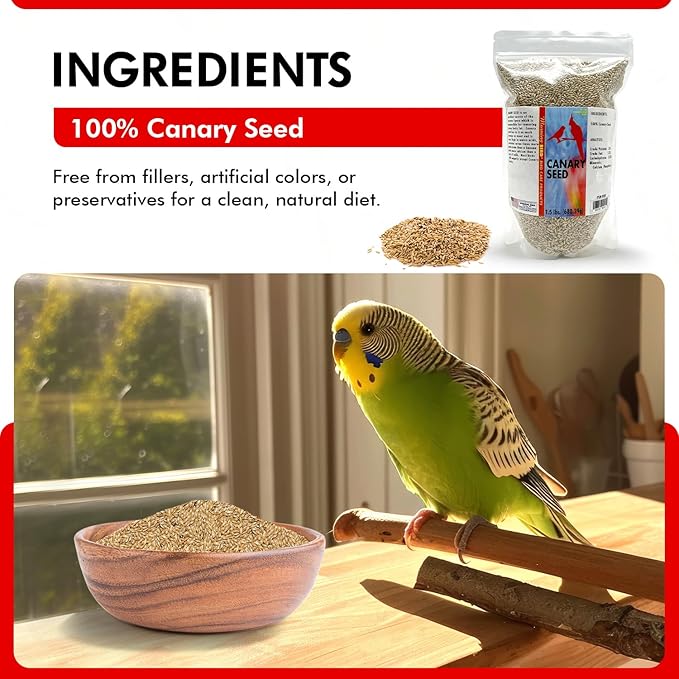 Morning Bird Canary Seed 1.5 lbs – Nutrient-Rich Bird Seed – Creamy Golden Grain Powerhouse - Supports Healthy Feathers & Strong Bones – Natural Daily Nutrition for All Bird Types