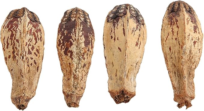 Parrot Chew Nuts, Natural Dried Nut Treats, 5 Bags - Boredom Relief, Mouth Sharpening, Home Decorative Pet Toy for Birds