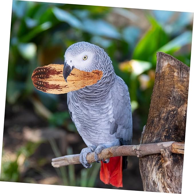 Kichvoe 4pcs Parrot Chew Natural Foraging Bird Biting for Macaw Budgie Conure Healthy Shredding to Boredom and Promote Mental Health