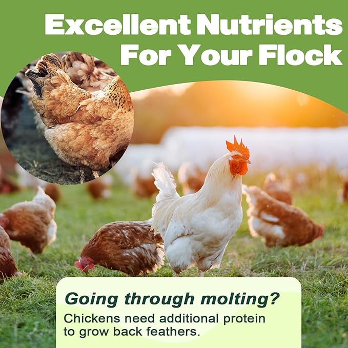 Dried Mealworms 2 LBS-100% Natural Non GMO High Protein Treat for Chicken & Wild Birds, Plus Small Pets