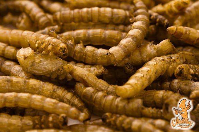 Chubby Dried Mealworms | 4 lbs | High-Protein Non-GMO Treats for Chickens, Ducks, Wild Birds & Backyard Pets