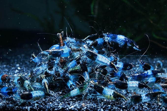 Las Vegas Exotic Fish™ Neocaridina Shrimp Live Freshwater Shrimp Aquarium Inverts (Live Guarantee or Replacemnt is Free) (Carbon Rili, 20)