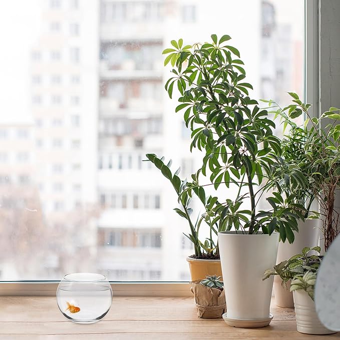 Glass Round Fish Bowl for Goldfish and Hydroponic Plants, 12-inch Glass Terrarium Aquarium for Office and Living Room Centerpiece