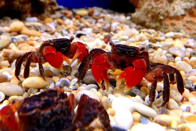 Aquatic Foods Inc. Calcium Enriched Sinking Food Disks and Holiday Feeding Food for Shrimp, Snails, Crabs, Crayfish, Hermit Crabs, Plecos, Catfish, All Tropical Fish. 100 Small Discs Jar