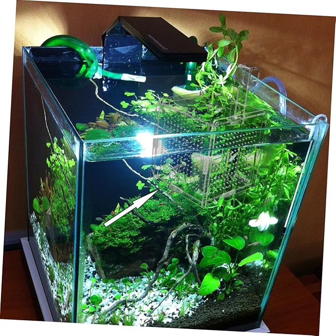 BESPORTBLE 1set Acrylic Fish Isolation Box for Aquariums Breeding Tank Divider Cups Design for Easy Observation and Sturdy for Fish Safety