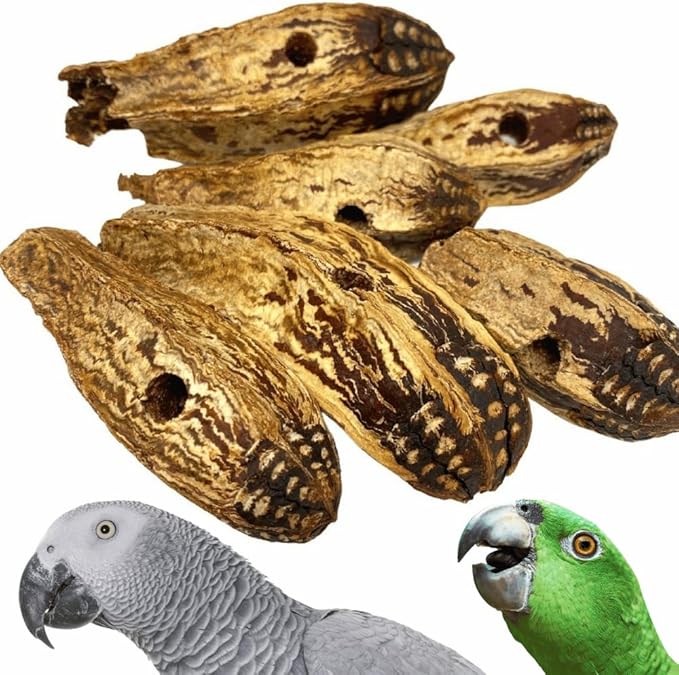 Bonka Bird Toys 3410 Pk6 Drilled Mahogany Pods Foot Talon Craft Part Parrot Toys, Amazon, African Greys, Eclectus, and Similar Breeds