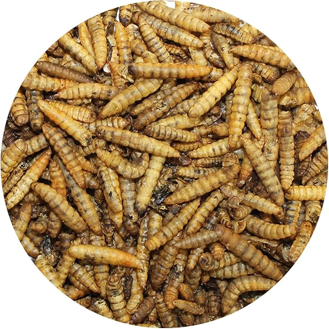 Exotic Nutrition 80 LB Bulk Dried Black Soldier Fly Larvae - High-Calcium Insect Treat - Chickens, Wild Birds, Bluebirds
