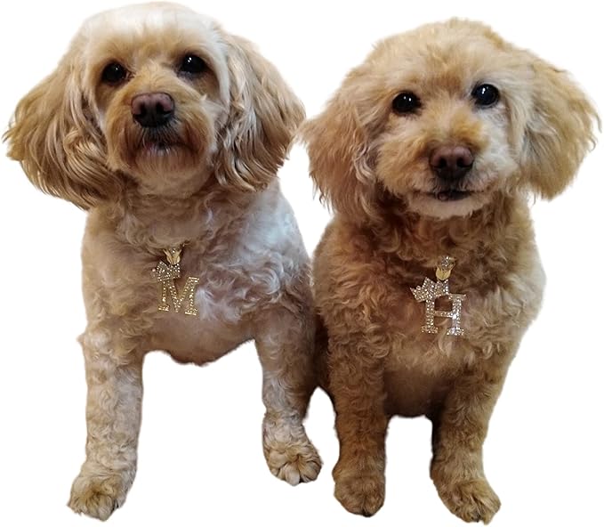 Initial Letter Cuban Chain Dog Chain Pet Chain Pet, Cat, Puppy Necklace (R, 22")