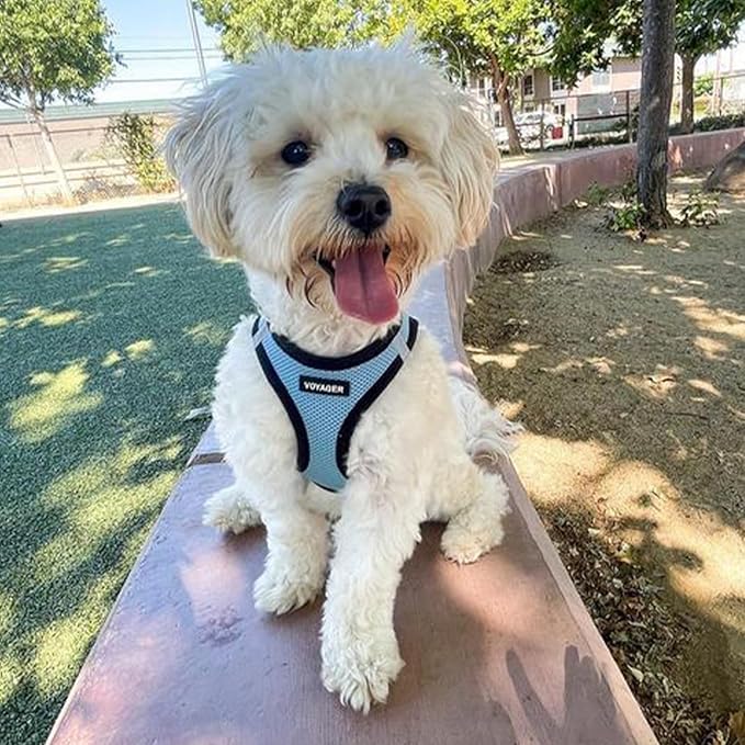 Best Pet Supplies Voyager Step-in Air Harness - All Weather Mesh, Reflective, No Pull Harness for Dogs, Cats - Secure with Hook & Loop Fastener, Buckle, Double D-Rings - Baby Blue/Black Trim, S