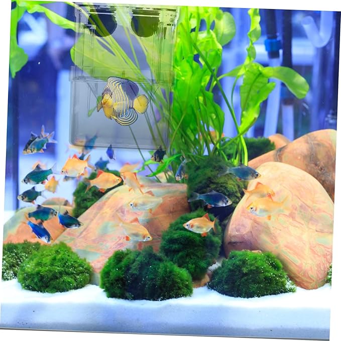2Pcs Fish Breeding Box Aquarium Incubator with Suction Cups for Fry Isolation and Protection Enhances Survival Rate of Young Fish Tanks Color