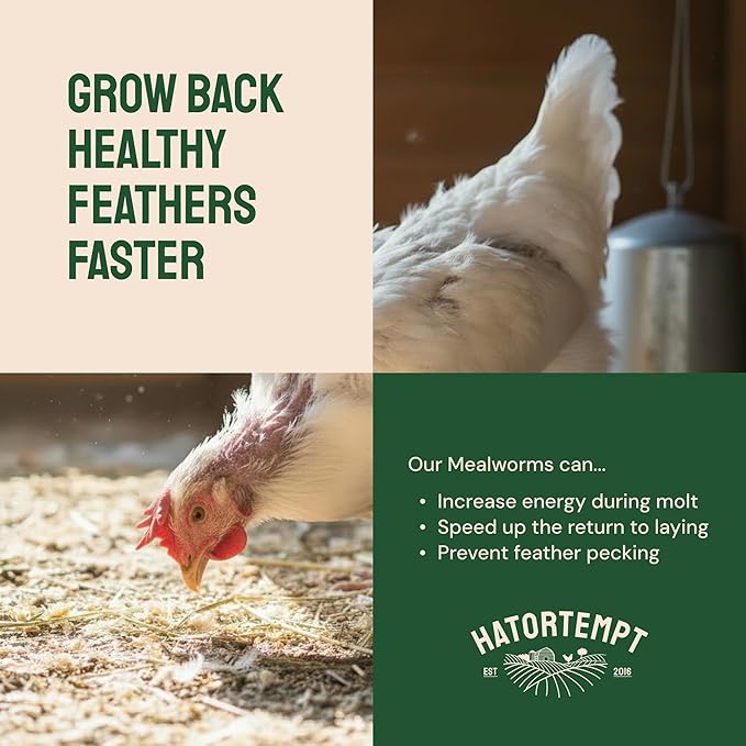 Hatortempt Dried Mealworms - Non-GMO & Organic - High-Protein Mealworms for Wild Bird Food, Ducks & Chickens (5lb)
