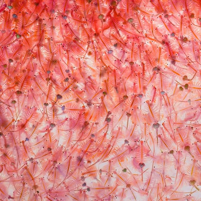 Aqua Natural Freeze Dried Brine Shrimp 0.4oz Fish Food