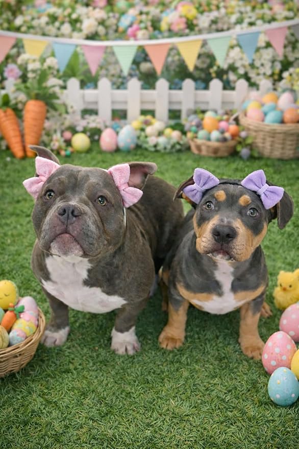 Dog Double Bow Headband Set of 3, Adjustable Elastic Dog Headbands for Small & Medium Dogs, Puppy Head Bows, Dog Hair Accessories for Grooming, Photos & Holiday Occasions