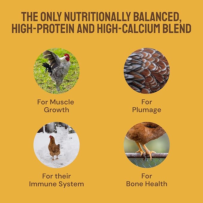 Hatortempt Chicken Feed Supplement - Non-GMO - Protein-Rich Mealworms, Black Soldier Fly Larvae & Oyster Shell - Calcium Grit Treats for Chickens - Egg Layer Feed Supplement (10 lb)