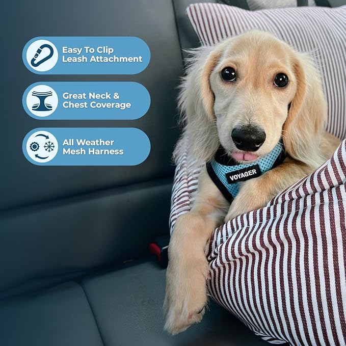 Best Pet Supplies Voyager Step-in Air Harness - All Weather Mesh, Reflective, No Pull Harness for Dogs, Cats - Secure with Hook & Loop Fastener, Buckle, Double D-Rings - Baby Blue/Black Trim, XL
