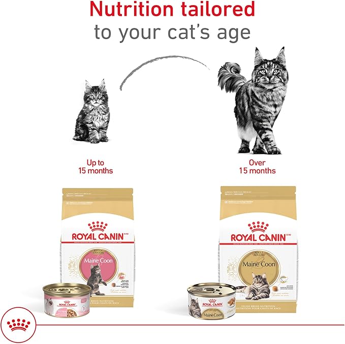 Royal Canin Feline Breed Nutrition Maine Coon Adult Thin Slices in Gravy Cat Food, 3 oz (Pack of 6)