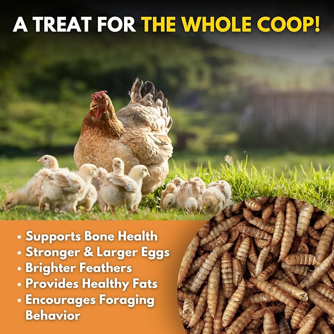 Black Soldier Fly Larvae Chicken Treats, Mealworms Alternative, Grubs for Chickens, High Calcium for Laying Hens, Made in USA, 1.75 lbs