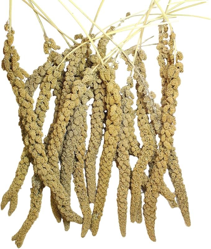 Natural Spray Millet 2lb (Only Edible Tops) Stemless- Non-GMO, Chemical-Free, Hand-Harvested Fresh Treat for Parakeets, Cockatiels, Finches, and Small Pets