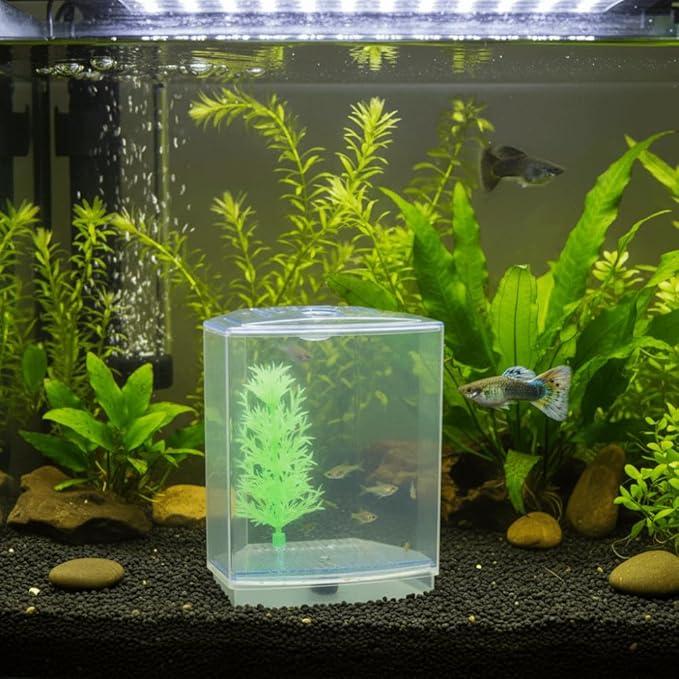Mini Fish Breeding Box Acrylic Isolation Tank with Dirt Groove for Aquarium Fish Observation and Protection(Single)