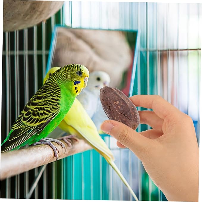 8pcs Natural Dried Fruit Bird Chewing for Parrot Budgie Parakeet Safe Foraging Accessories Healthy Chew for Pet Birds