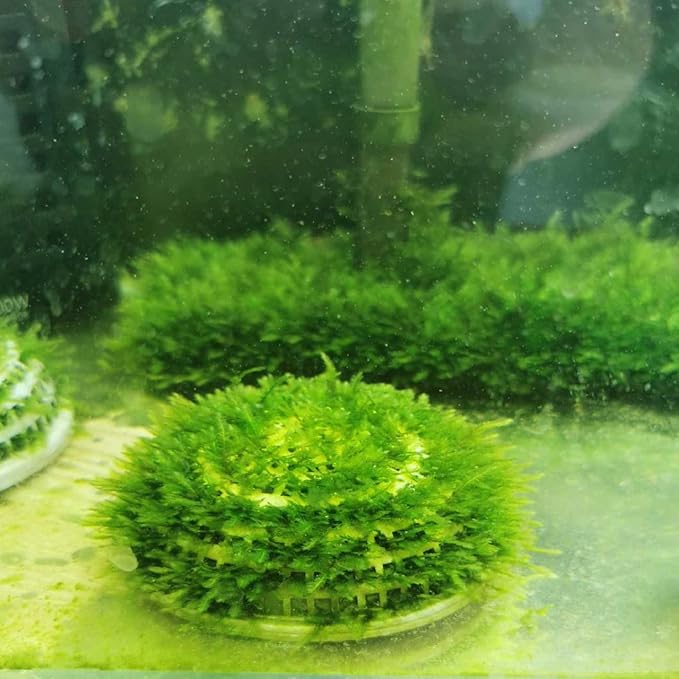 balacoo Aquatic Plant Breeding Box Hemisphere 3.14X3.14X1.57 Inch with Permeable Holes for Freshwater Fish Tank Isolation and Water Grass Holder