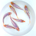 Toledo Goldfish Solid White Comet Goldfish with Splashes of Red: Live Goldfish with a Variety of Sizes for Ponds, Tanks, and Aquariums - 6-8 Inches, 5 Count