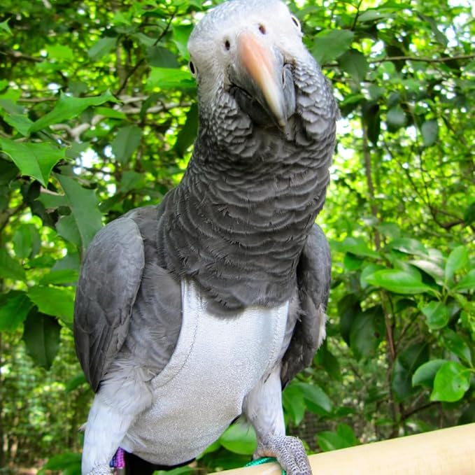 Avian Fashions FeatherWear FlightSuit JrSmall(3) Bird Diaper in Grey