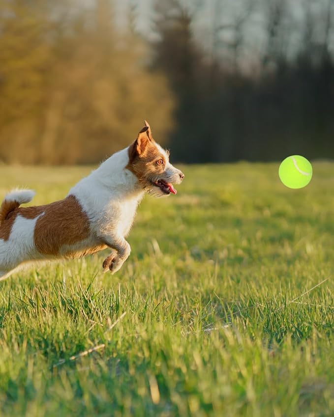 Tennis Balls for Dogs, 2-Inch Size, Compatible with Most Automatic Ball Launchers idea for Small Dogs(12 Balls only)
