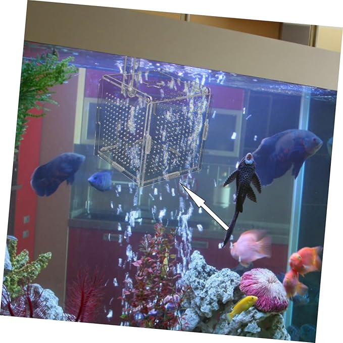 BESPORTBLE 1set Acrylic Fish Isolation Box for Aquariums Breeding Tank Divider Cups Design for Easy Observation and Sturdy for Fish Safety