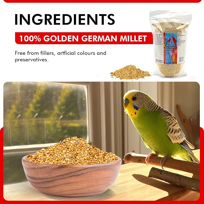 Morning Bird Golden German Millet 1.5 lbs – Natural Millet Seed for Birds – Natural Protein & Fiber Source – Easy-to-Digest Daily Nutrition for All Bird Types