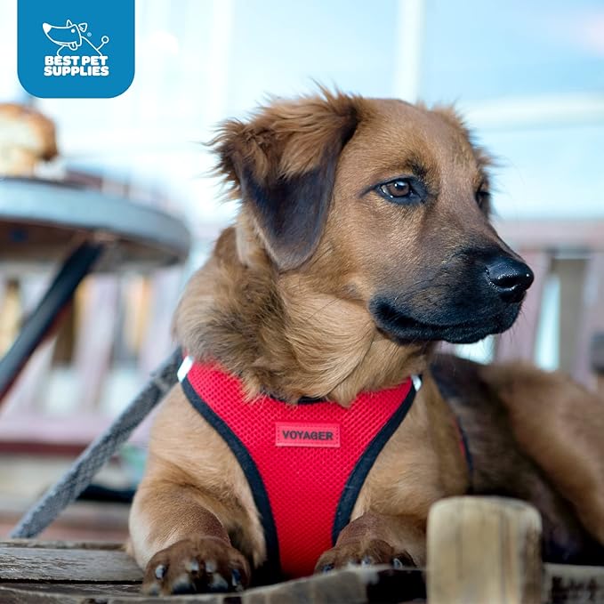 Best Pet Supplies Voyager Step-in Air Harness - All Weather Mesh, Reflective, No Pull Harness for Dogs, Cats - Secure with Hook & Loop Fastener, Buckle, Double D-Rings - Turquoise, L