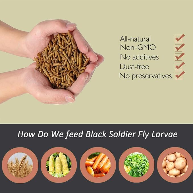 Black Soldier Fly Larvaeis,6LB 100% Natural Large Size No Moisture,Mealworm for Birds Chickens Hedgehog Hamster Fish Reptile Turtles