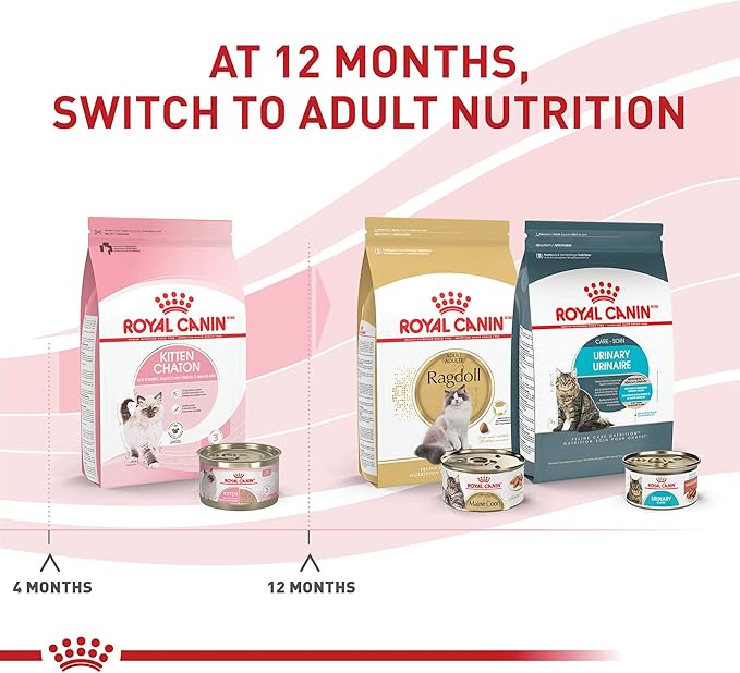 Royal Canin Feline Health Nutrition Kitten Loaf in Sauce Cat Food, 5.1 oz (Pack of 24)