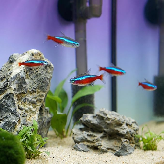 2.8 Gallon Glass Fish Tank with Filter LED Light Complete Betta Fish Tank Starter Kit for Small Aquarium Lovers, Rimless Freshwater Nano Tank with All Essentials Included