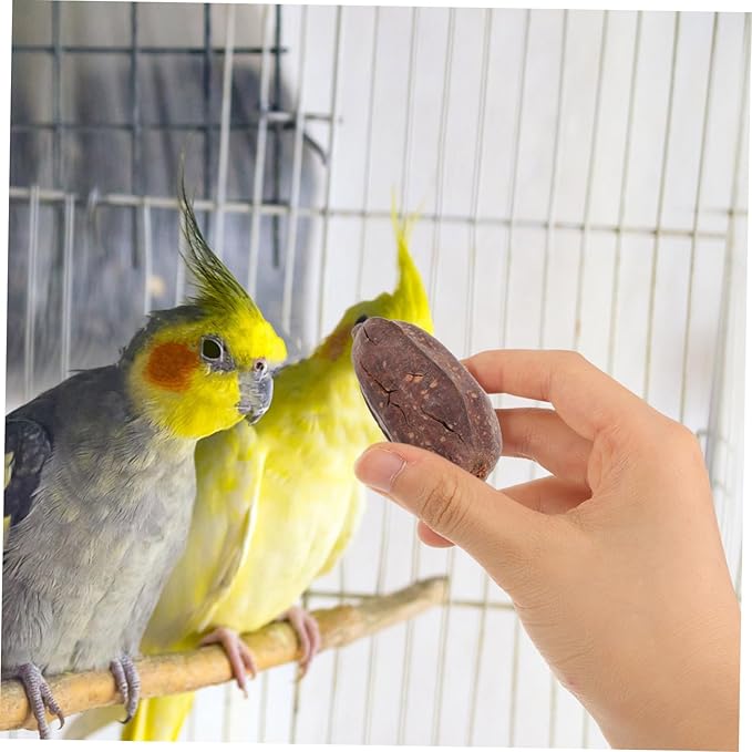 8pcs Dried Fruit Bird Toys for Parrots Foraging Chewing Toys for Birds Parrot Accessories Natural Shredding Treats