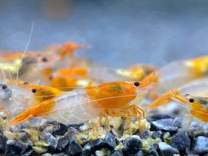 Las Vegas Exotic Fish™ Neocaridina Shrimp Live Freshwater Shrimp Aquarium Inverts (Live Guarantee or Replacemnt is Free) (Mix, 20) Free Plant