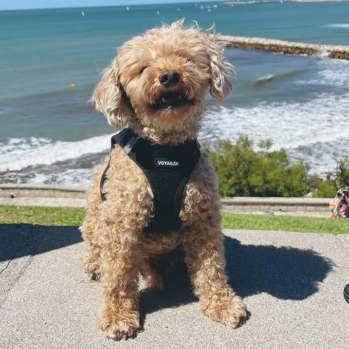 Best Pet Supplies Voyager Step-in Air Harness - All Weather Mesh, Reflective, No Pull Harness for Dogs, Cats - Secure with Hook & Loop Fastener, Buckle, Double D-Rings - Black, XXS