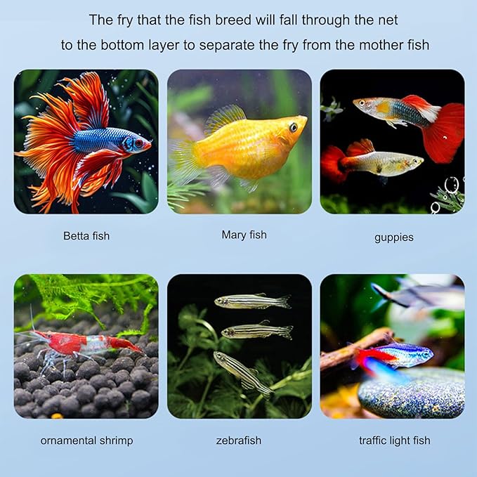Aquariums Breeding Box Hatchery Shelter House for Guppy Bettafish Clownfishs with Divider Design Floating House 3PCS Bettafish Nursery Tanks