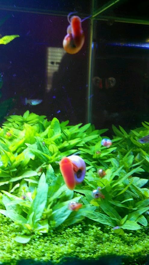 9+ Live Ramshorn Snails Aquarium or Pond, Algae Clean Up! Shipped Daily!