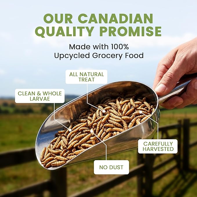 Black Soldier Fly Larvae for Chickens & Ducks – 2lb Dried Worms & Grubs – High Protein & Calcium Mealworms Alternative – Dried Black Fly Larvae – Non-GMO, Farmed in North America