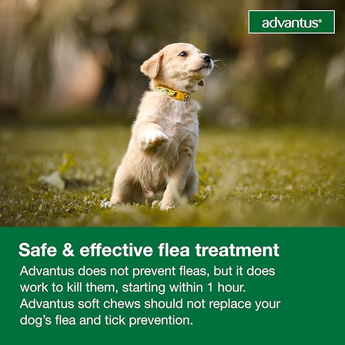 Advantus Dog Fast Acting Oral Flea Treatment Soft Chews Dogs 4 - 22 lbs. | 7 ct.