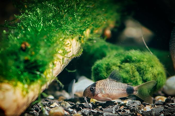 Swimming Creatures 5 PCS Assorted Tropical Fish Combo Pack (Selections from Rasboras, Rainbowfish, Plecos, Corydoras, Catfish, Loaches & More!) Freshwater Aquarium Fish Live