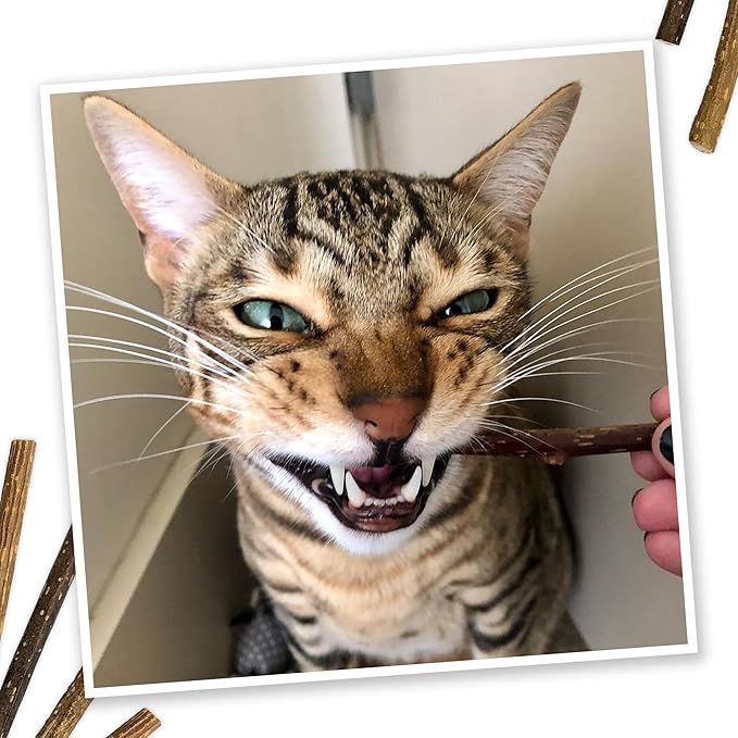 Meowijuana Silvervine Sticks | 4” Chew Sticks for Cats | Promote Healthy Chewing Habits and Dental Health | Freshly Harvested from Silverine Plants