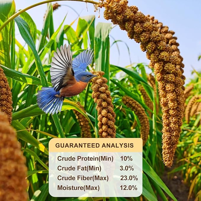 Natural Sun-Dried Spray Millet for Birds - 0.88LBS, Non-GMO Healthy Bird Treat Food for Parakeets, Cockatiels, Parrots, Lovebirds, Finches & Canaries