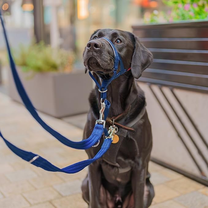 Halti Headcollar - Stop Your Dog Pulling on The Leash. Adjustable, Reflective and Lightweight, with Padded Nose Band. Dog Training Anti-Pull Collar for Large Dogs (Size 4, Cobalt Blue)