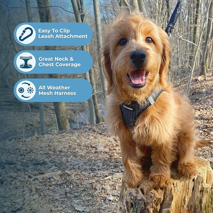 Best Pet Supplies Voyager Step-in Air Harness - All Weather Mesh, Reflective, No Pull Harness for Dogs, Cats - Secure with Hook & Loop Fastener, Buckle, Double D-Rings - Gray 2-Tone, M