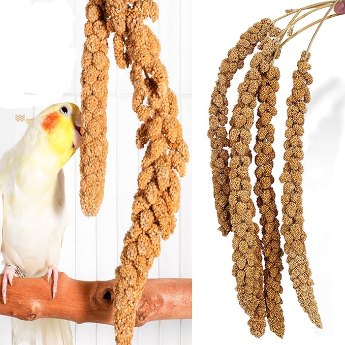 MANON ROSA Natural Spray Millet Healthy Bird Treat and Supplement for All Pet Birds Cockatiel Budgie Finches Parrots Hamster (S(5))