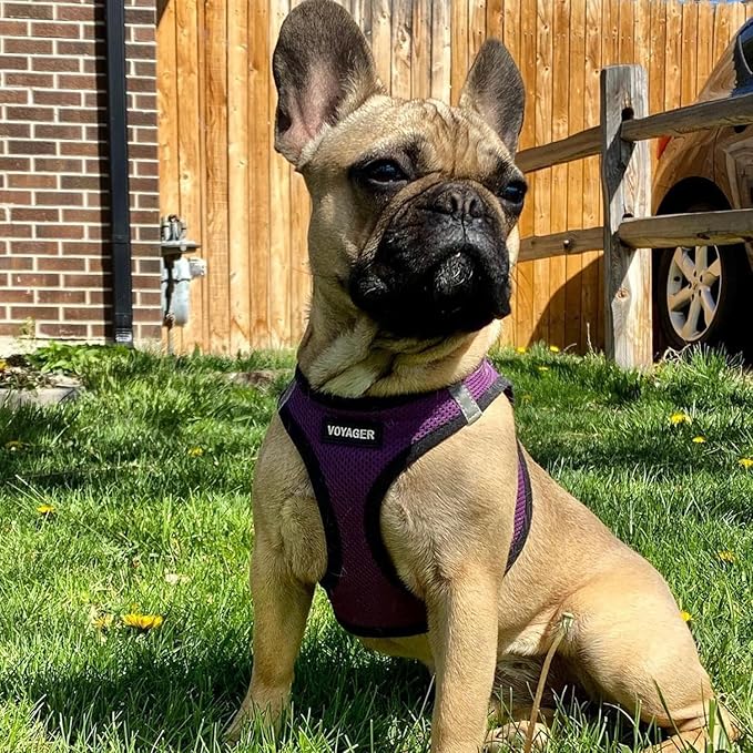 Best Pet Supplies Voyager Step-in Air Harness - All Weather Mesh, Reflective, No Pull Harness for Dogs, Cats - Secure with Hook & Loop Fastener, Buckle, Double D-Rings - Purple/Black Trim, XXS