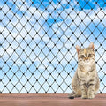 Cat Balcony Netting, Large Cat Net Pet Anti-Fall Safety Netting,Tear-Resistant, Thickened Nylon Dogs Cats Climbing Net, Pet Mesh Fence for Balcony, Stair, Window, Outdoors (10x6.6ft)